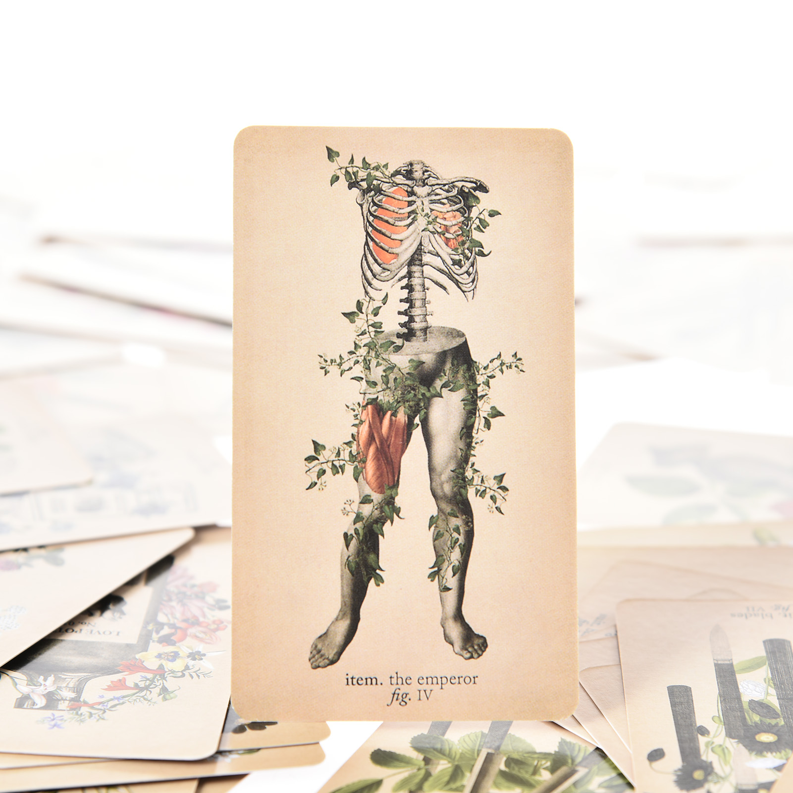 The Antique Anatomy Tarot Card - Tarot Deck With Guidebook review and price